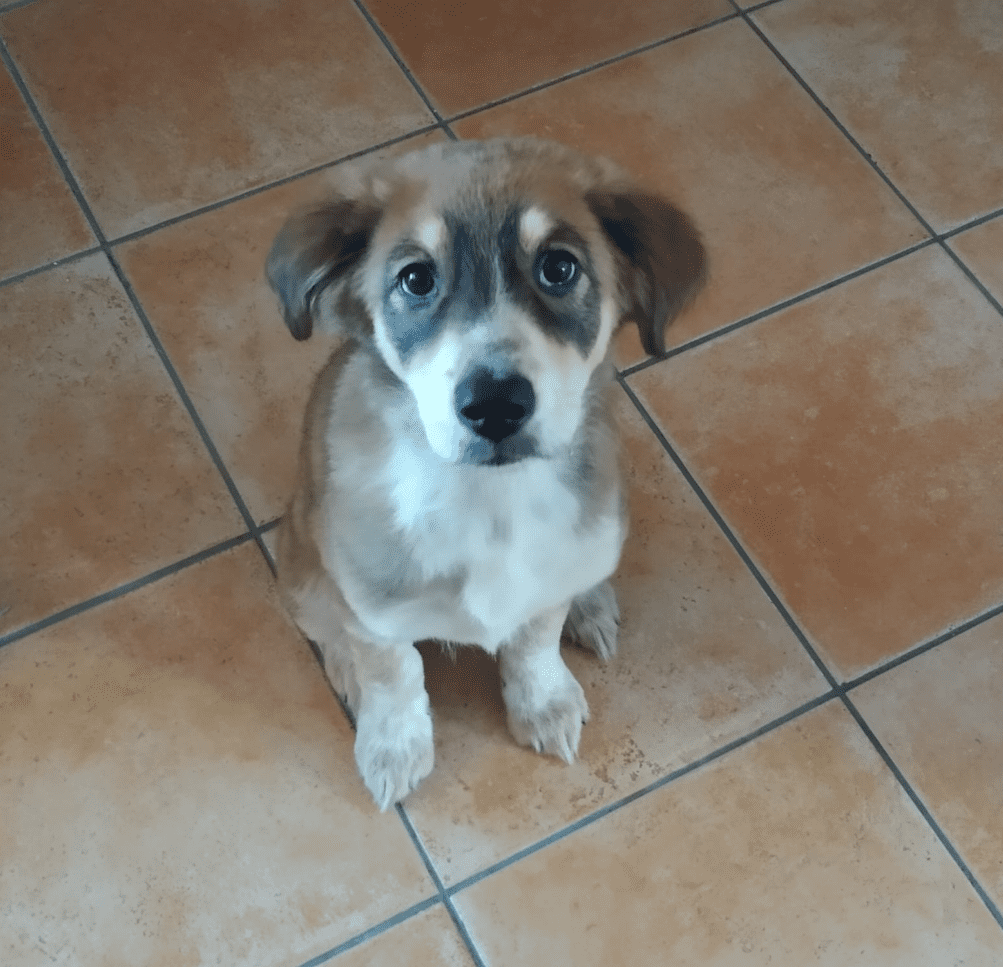 immagine di un cucciolo di cane